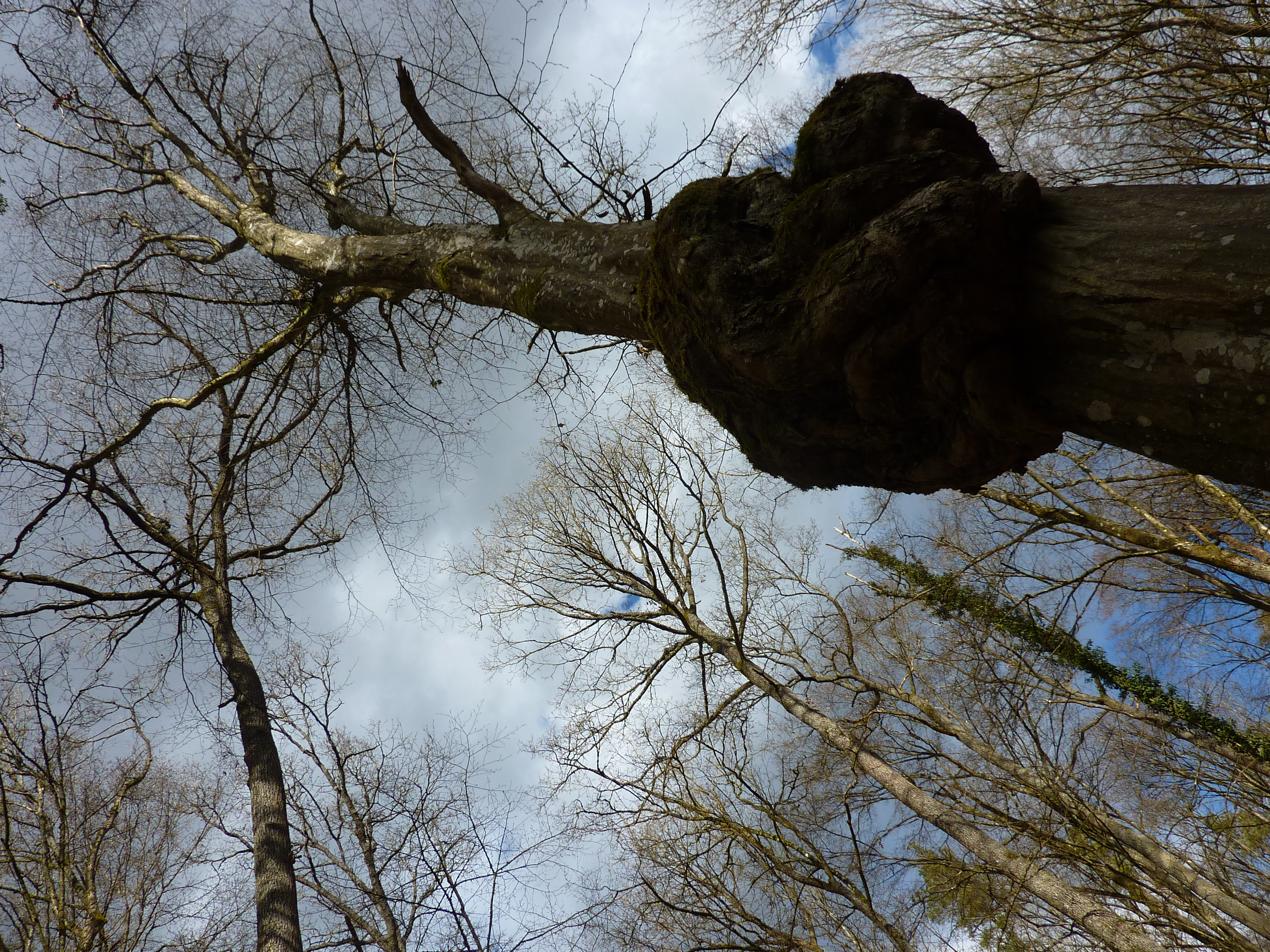 Open canopy structures in the University forest of Würzburg