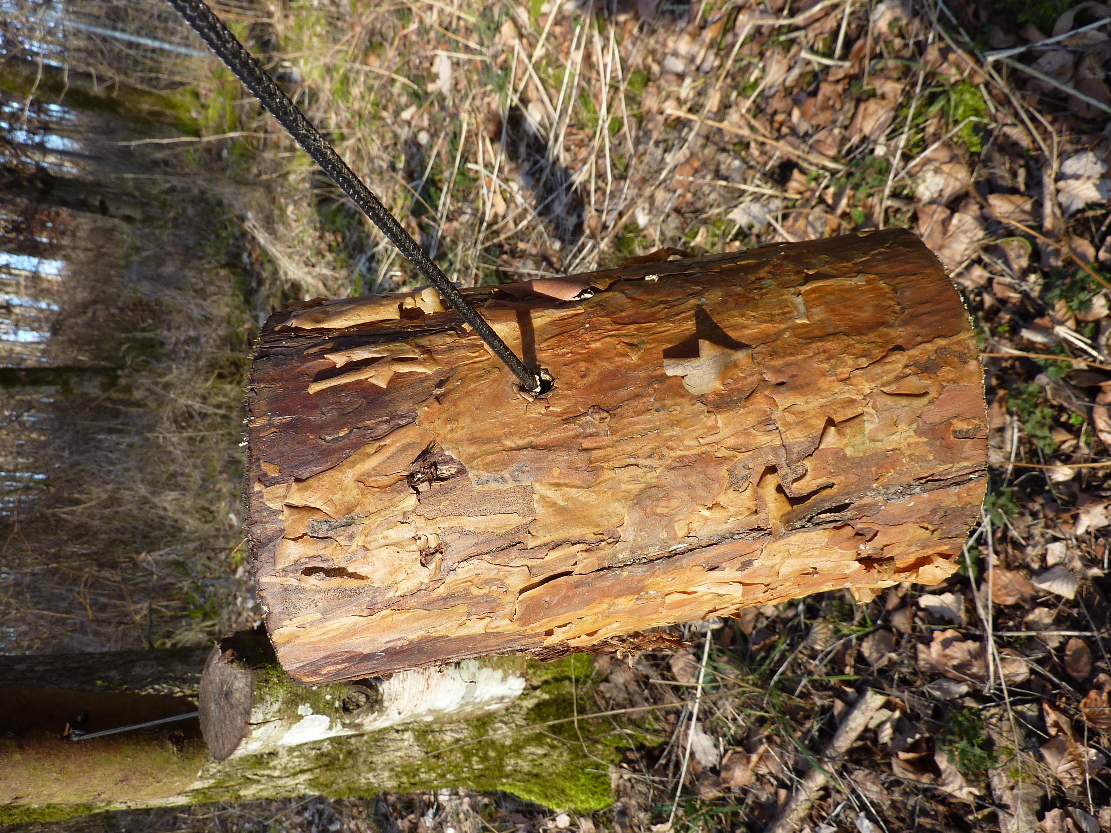 Hanging deadwood