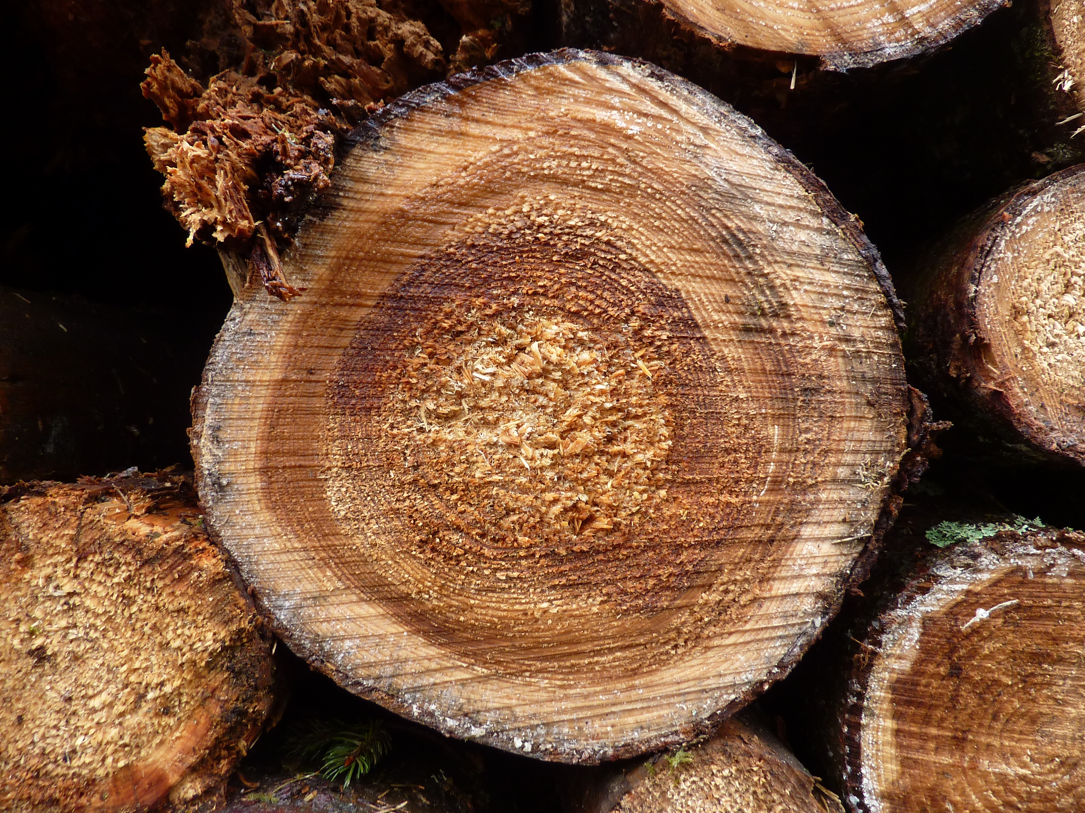 Wood stack